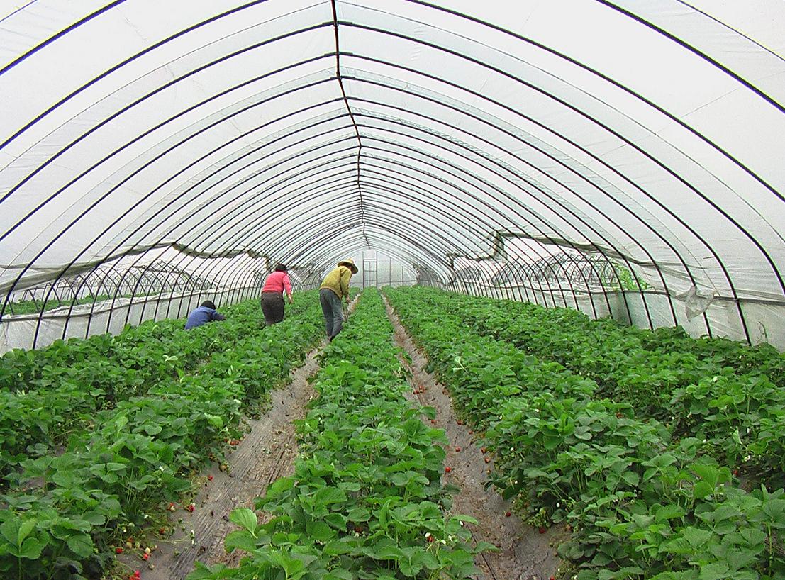 溫室大棚管-銷售電話:13865545460